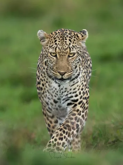 These images further explore the lives of Africa's big cats, from quiet portraits and family interactions to the drama of the hunt. Each one is a piece of the larger narrative we build on safari.