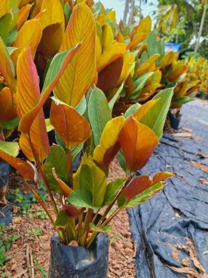 The Exotic Red Calathea has stunning foliage with deep red undersides. A true beauty for any plant lover.