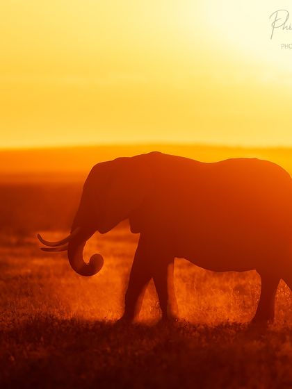 The setting sun creates a beautiful rim light effect around this elephant, highlighting its form as it walks across the dusty plains of Amboseli.