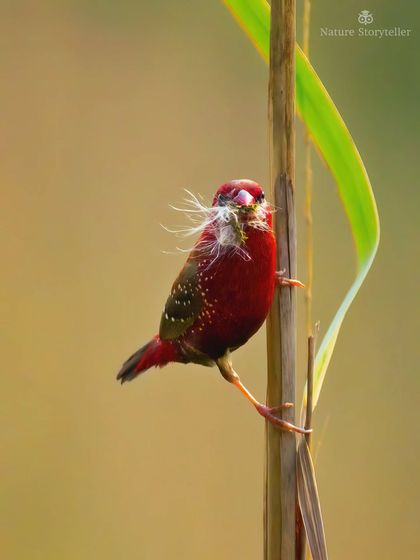 A male Red Munia, a tiny bird with incredibly vibrant red plumage, clings to a reed. These birds are often found in grasslands near water.