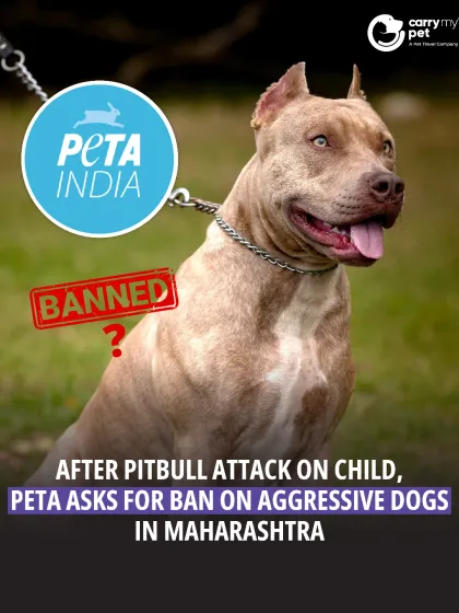 CarryMyPet - Pet Travel & Parenting Consultation Animal Welfare & Advocacy photo 22