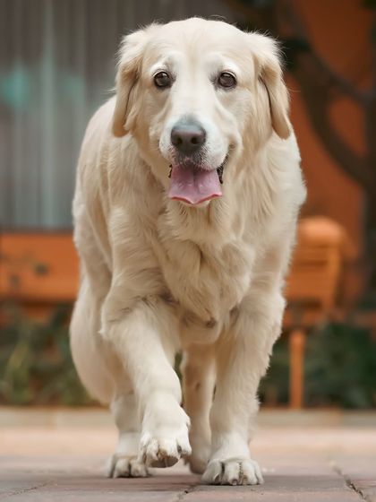 A happy Golden Retriever enjoying a walk. The warm tones of the background complement his beautiful coat, creating a lovely, candid portrait.