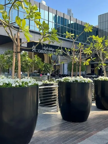 Our service extends to creating grand, elegant outdoor displays. These large-scale planters lining the entrance of a commercial building project an image of prestige and success before a visitor even steps inside.