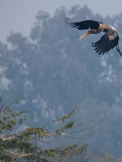 A juvenile Painted Stork coming in for a landing at Sultanpur National Park. The misty morning background adds a lovely, soft atmosphere to this flight shot, highlighting the bird's impressive wingspan.