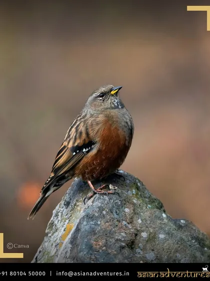 An Alpine Accentor perched on a rock, a typical sight in the high-altitude meadows of Chopta. These small birds are full of character and a delight for birdwatchers.