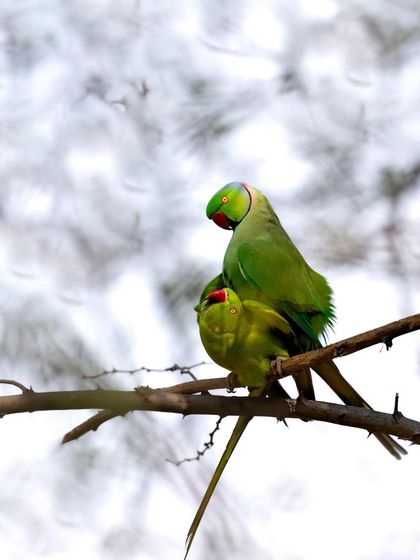 A pair of rose-ringed parakeets sharing an intimate moment. The male is feeding the female, a common courtship behavior that strengthens their bond.