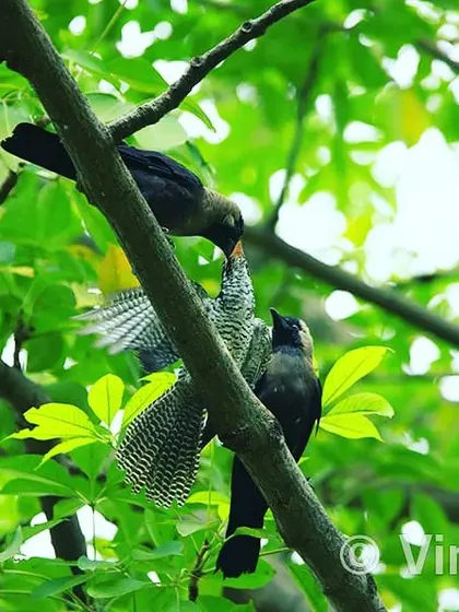Many people have heard that Koel chicks are raised by crows, but few have seen it. Every year in Delhi, I witness this behaviour. Here, a young Asian Koel chick is being fed by its foster crow parents, a true wonder of nature.
