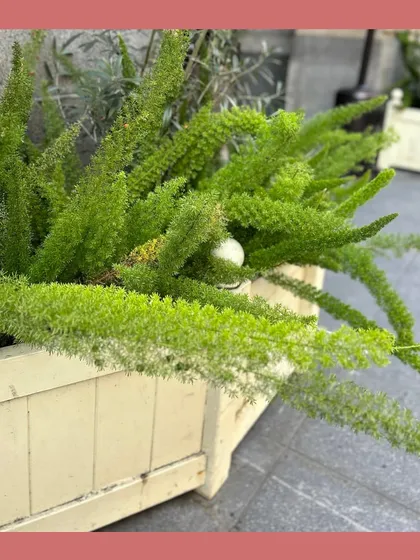 This is the Foxtail Fern, an ornamental plant that adds a unique, lush texture to garden beds and planters. While primarily aesthetic, its inclusion in our designs is part of a broader philosophy of creating diverse, multi-layered green spaces.