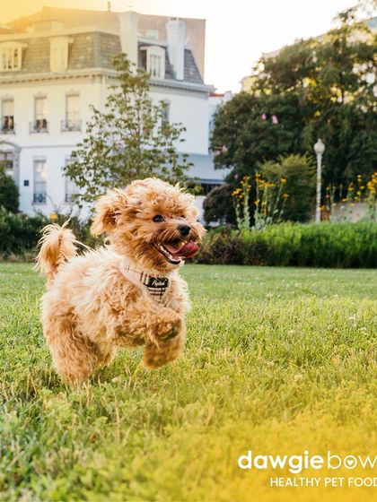 Look at that burst of energy! A natural, balanced diet provides the fuel your pet needs for zoomies in the park and happy leaps in the air.
