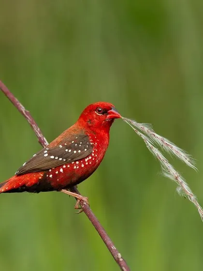 A breeding male Red Avadavat, his plumage a brilliant crimson, carries nesting material.