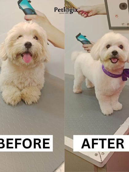 An adorable transformation that makes this little dog look even cuter. We take pride in delivering results that make both pets and their parents happy.