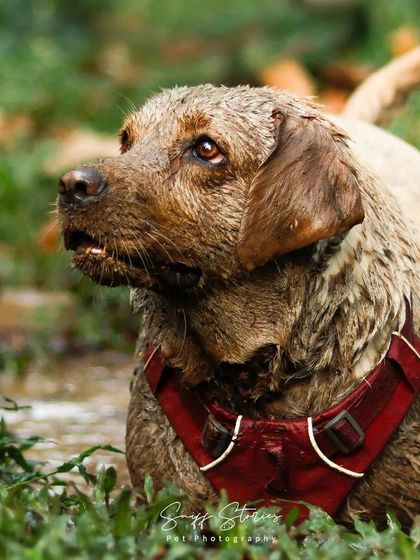 Sniff Stories - Pet Videography Paws, Splashes, and Muddy Noses photo 21