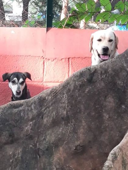 PetStepin - Pet Boarding & Daycare Portraits of Our Happy Guests photo 49