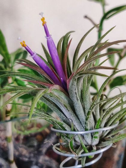 A close-up of the Air Plant's flower, showing the yellow-tipped stamens.