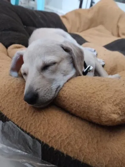 After a long day of play, Bingo is fast asleep on her comfy bed. She is looking for a home where she can feel this safe forever.