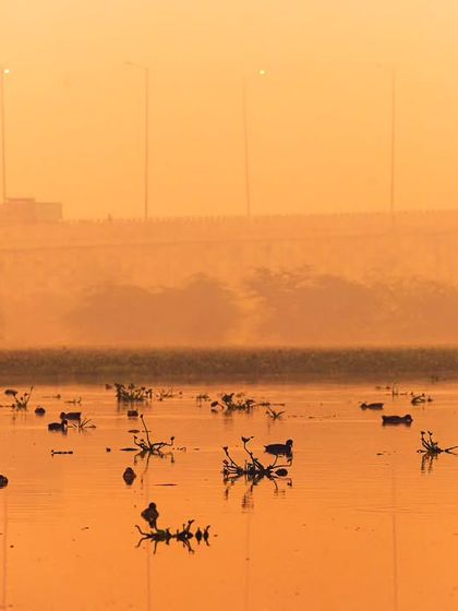 'The Last Migration'. Migratory birds on what's left of Basai Wetland, with the highway in the background, symbolizing the end of this crucial habitat.