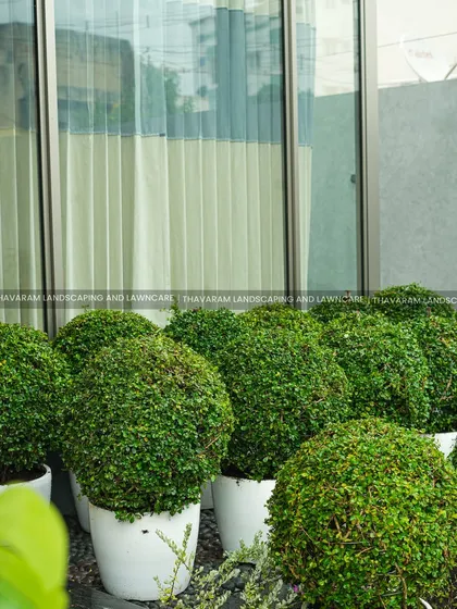 For a clean, contemporary look, I use sculptural plants like these spherical topiary shrubs. Placed in simple white pots, they create a minimalist yet impactful statement, perfect for modern homes and commercial spaces.