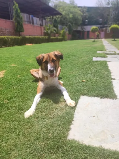 A portrait of a very relaxed and happy Indie dog, lounging on the grass. We believe all dogs, including our wonderful Indies, deserve the best care.