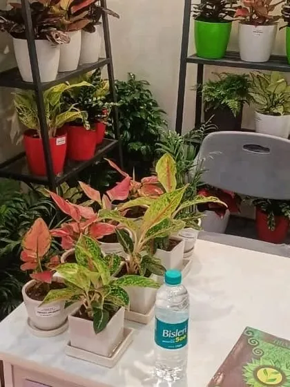 Another view of my stall, displaying a variety of plants in colorful pots on tiered shelves. My goal at these expos is to show how easy and beautiful it can be to incorporate greenery into homes and offices.