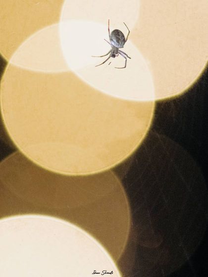 Another shot of a Brown Sailor Spider, which I call "Into the Spider-verse." The large, warm bokeh circles create a dramatic backdrop. If you look closely, you can see it has caught a meal in its mandibles.