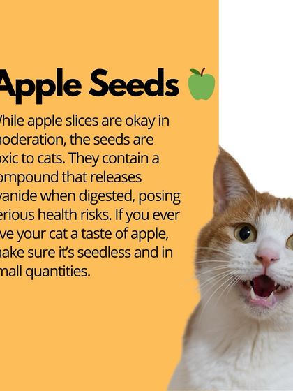 Oh My Dawg - Pet Supplies Nutrition: Food, Treats & Recipes photo 16