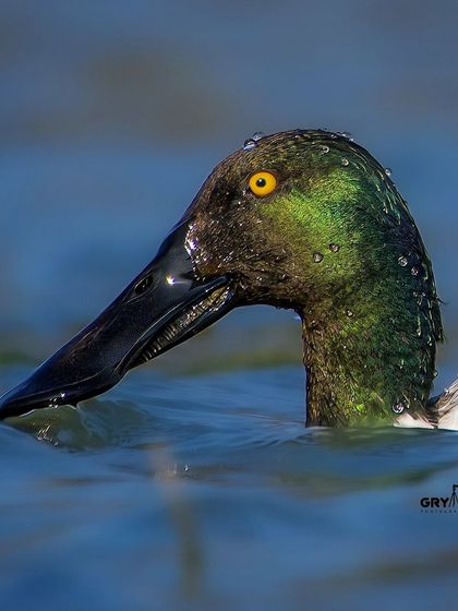 A Northern Shoveler surfaces from the water, its iridescent green head covered in droplets. This close-up reveals the textures and colors often missed from a distance.