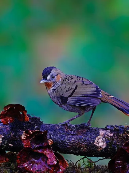 A Rufous-chinned Laughingthrush stands on a mossy log adorned with deep red fungi. The unique, colorful environment adds a touch of magic to this wildlife scene.