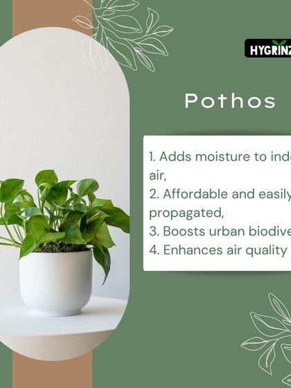 Hygrinz - Plant Sales & Gardening Supplies Gardening Tips & Plant Facts photo 29