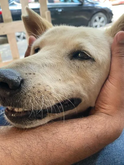 This is why we do what we do. That look of trust and happiness from a dog is everything. We are pet parents ourselves, and we pour that same love and care into every meal we prepare for our community dogs.