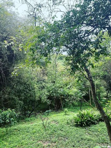 "In the forest Thou Art Green." The vibrant, living presence of God is felt everywhere in the lush surroundings of our Ananda Bangalore Retreat.