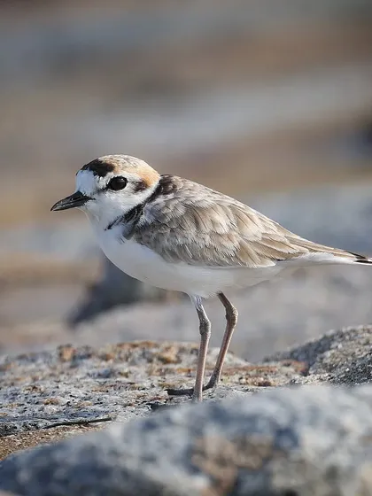 Another look at the uncommon Malaysian Plover in Singapore. Their conservation status is near-threatened, making every sighting a special one.
