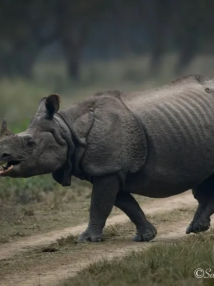 A side profile of the same Greater One-horned Rhino, showing its prehistoric features. These animals are vulnerable, and every sighting is a reminder of the urgent need to protect them and their grassland homes.
