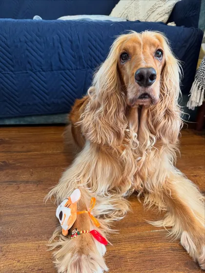 Posto with his special dog rakhi. He's a proud big brother, ready to protect his little sibling.