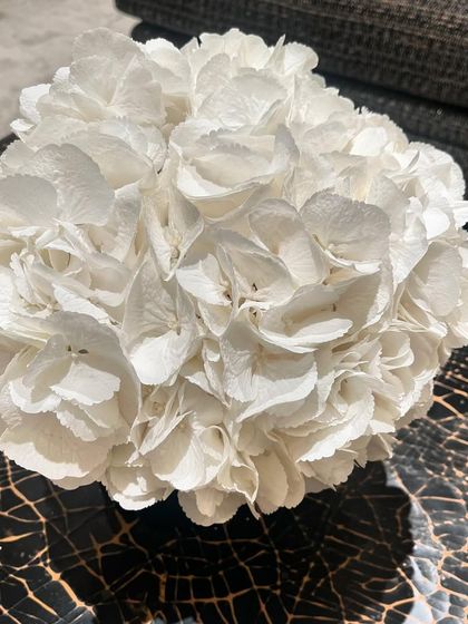 A Focus on the Bloom photo 4