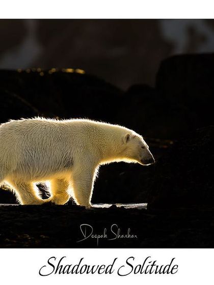 Shadowed Solitude. This titled print is a dramatic and artistic piece that plays with light and shadow to create a powerful, moody image.