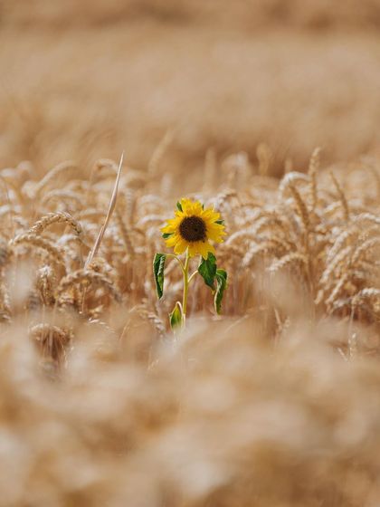 A single sunflower stands out in a field of wheat. This image is about finding a moment of individuality and beauty in a vast landscape.