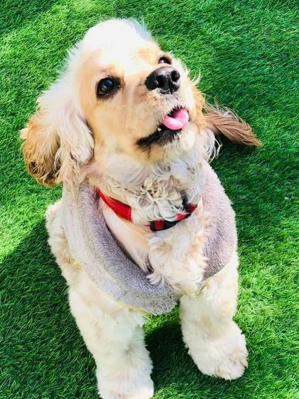 This lovely Cocker Spaniel, looking dapper in his fleece vest, is enjoying the sunshine on our green turf.