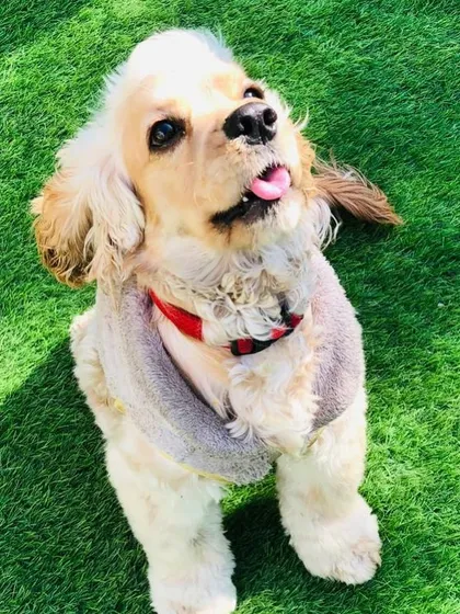 This adorable Cocker Spaniel, all bundled up, is enjoying a beautiful sunny day on the grass.