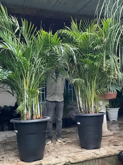 If you need big plants to make a statement, I've got you covered. Here I am with some large Areca Palms, perfect for filling up a living room corner or an office space.