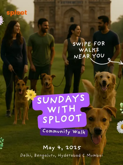 This is what our community looks like. Our free "Sundays with Sploot" pack walks are where dogs get to socialize and you get to meet other parents who get the joys and struggles of dog parenthood.