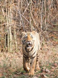 Wildlife & Nature Photography