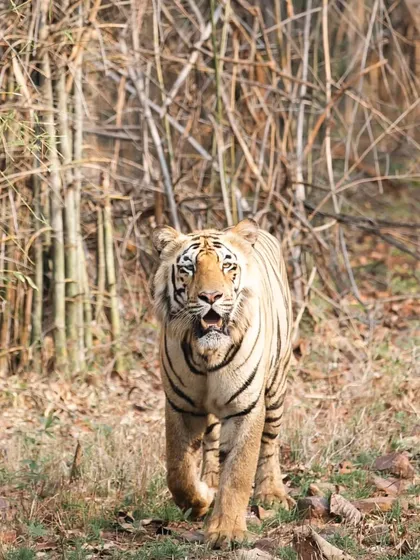 Another view of a tiger on the move, this time with its head raised, scanning the surroundings. Each encounter is unique, and my goal is to document these subtle differences in posture and expression for my wildlife portrait collection.