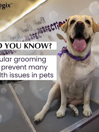 Did you know regular grooming can prevent many health issues? It helps get rid of shedding, fleas, and ticks, and allows for early detection of underlying conditions.