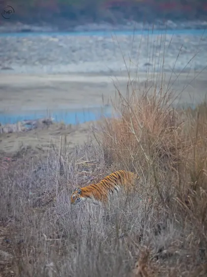 Even when partially hidden, a tiger's presence is immense. This individual, camouflaged in the tall grasses of Jim Corbett National Park, shows how effectively these predators blend into their habitat.