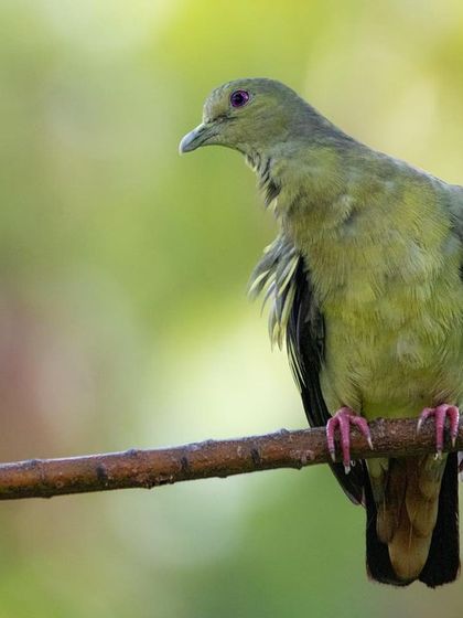A portrait of a female Pink-necked green-pigeon perched on a branch. The soft, out-of-focus green background complements the bird's own subtle green plumage, creating a calm and harmonious composition.