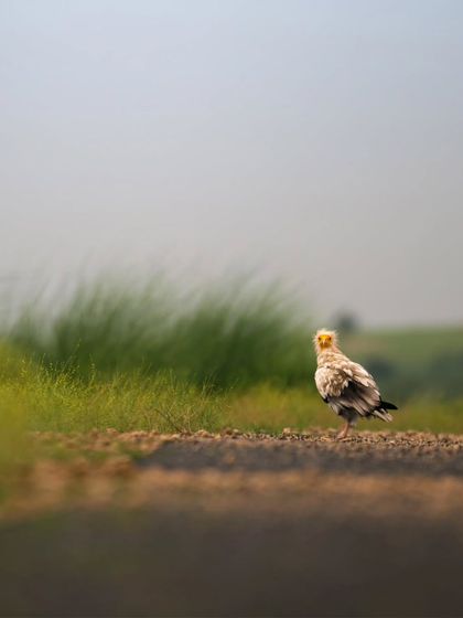 A minimalist composition of the Egyptian Vulture on the road, with plenty of negative space that emphasizes its solitude.