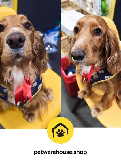 Pet Warehouse - Pet Grooming Services Happy Tails Gallery photo 23