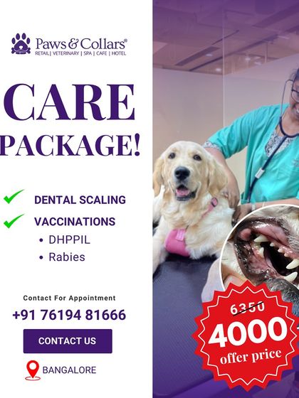 PawsnCollars - Veterinary Care Our Hallmark Veterinary Clinic photo 5