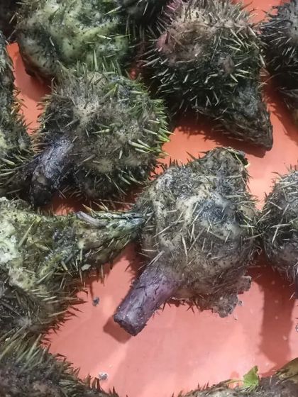 A collection of the spiky vegetable, showing variations in size and color. This is an example of the rare produce I try to source.