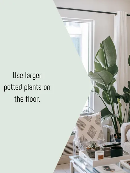 We often use large potted plants like this Bird of Paradise to make a statement on the floor. They act as living sculptures, adding height and drama to a room without requiring structural changes.